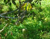 Custard Apples in progress